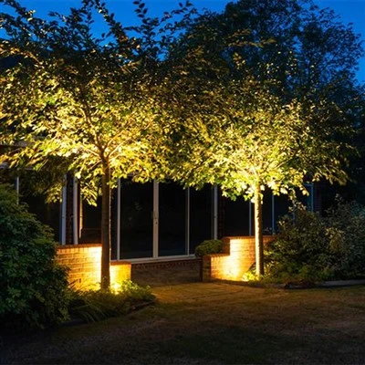 Llum de l'arbre